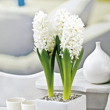 zambile-carnegie-4-bucati-pachet-16094-6 - primavara