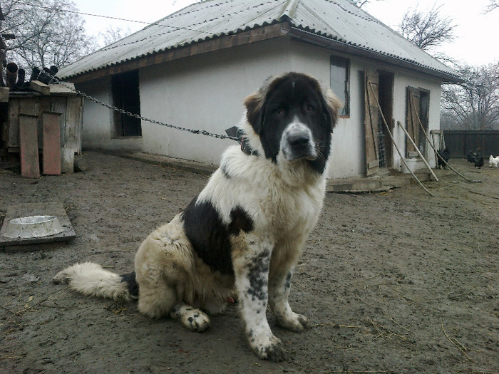 ciobanesc de bucovina - mascul 1 an - ciobanesc de bucovina mascul