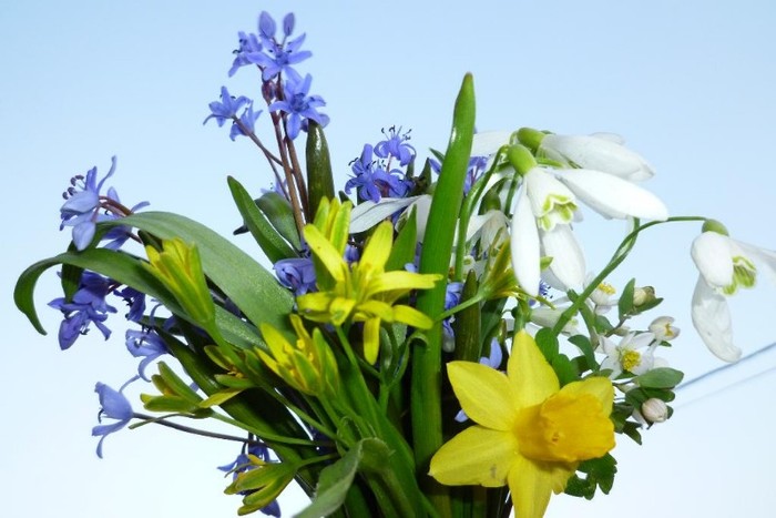 flori-de-primavara-11777