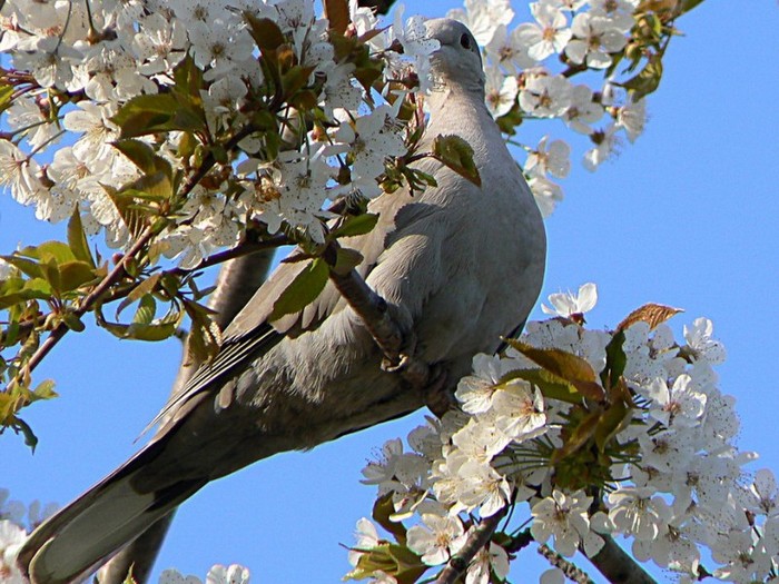 imagini-de-primavara-frumoase-44