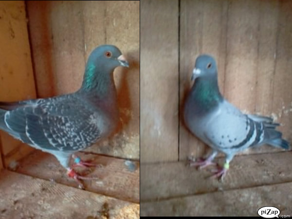 pizap.com10.52235602261498571330363052046[1]