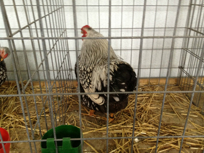 IMG_3513 - Expo Brasov 2012