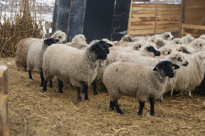 oile austriece in Romania la iasi - oi suffolk stahrl si texel-Firma kolcsar-Oroszlany
