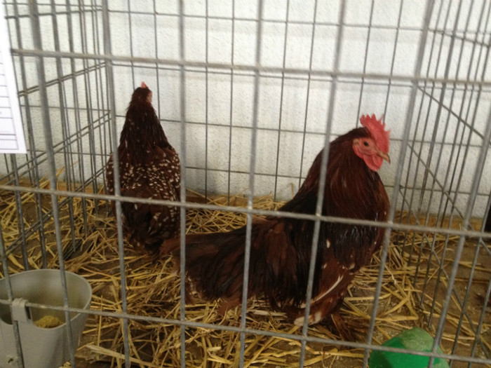 IMG_3729 - Expo Brasov 2012