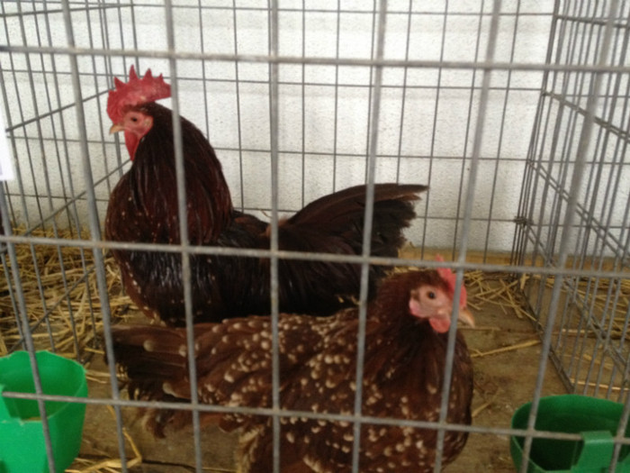 IMG_3730 - Expo Brasov 2012