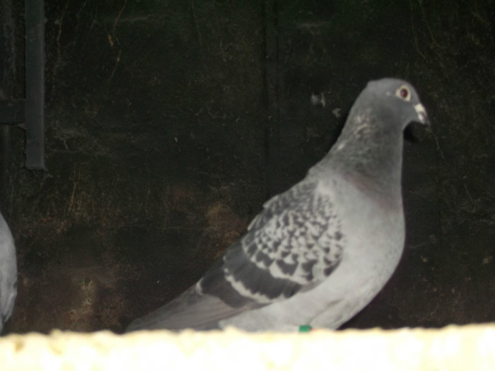 DSCF0641
