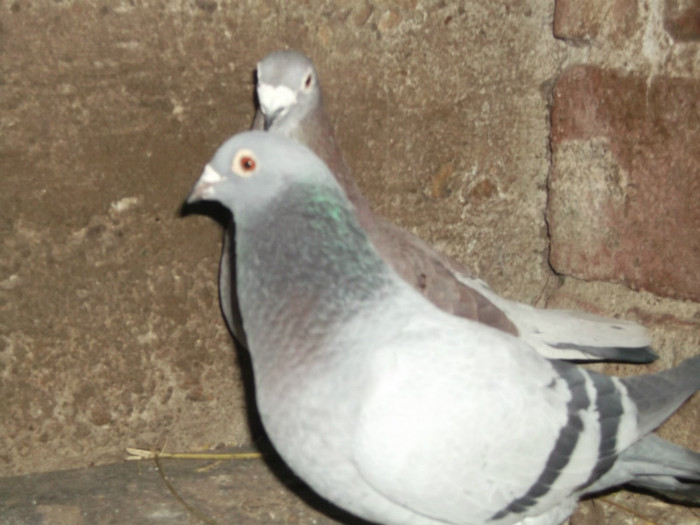 DSCF0656