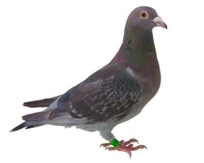 10 - culori rare porumbei voiajori