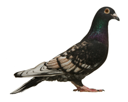 23 - culori rare porumbei voiajori