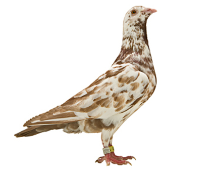 29 - culori rare porumbei voiajori