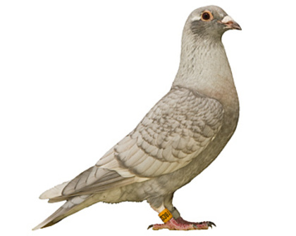 46 - culori rare porumbei voiajori
