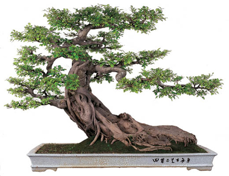 Bonsai_penjing