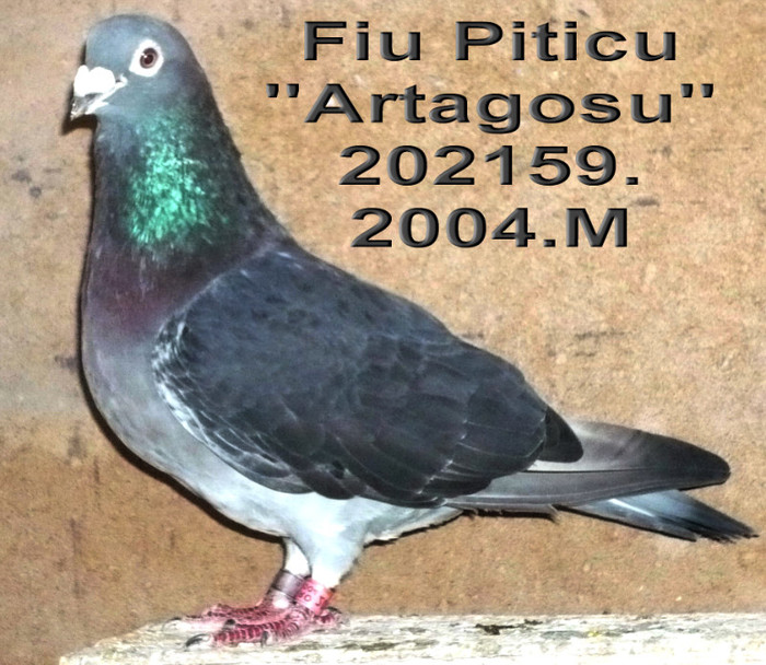 202159.04-M Artagosu