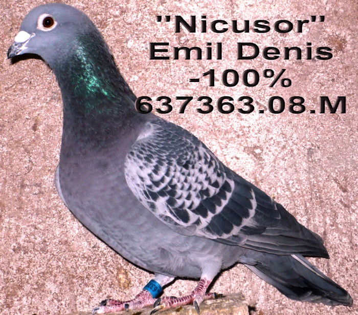 637363.08 .M Emil Denis - 1-Matca-2012