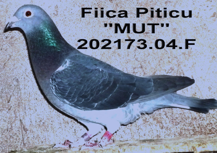 202173.04.Mut - 1-Matca-2012
