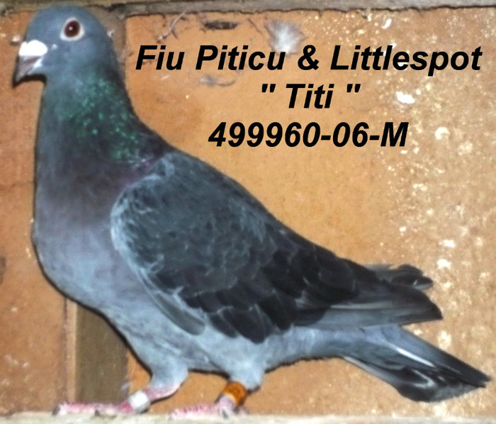 499960.06.M  Titi - 1-Matca-2012