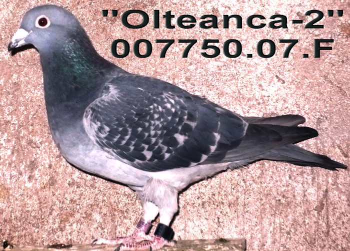 007750.07.F Olteanca-2 - 1-Matca-2012
