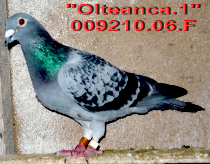 009210.06.Olteanca 1