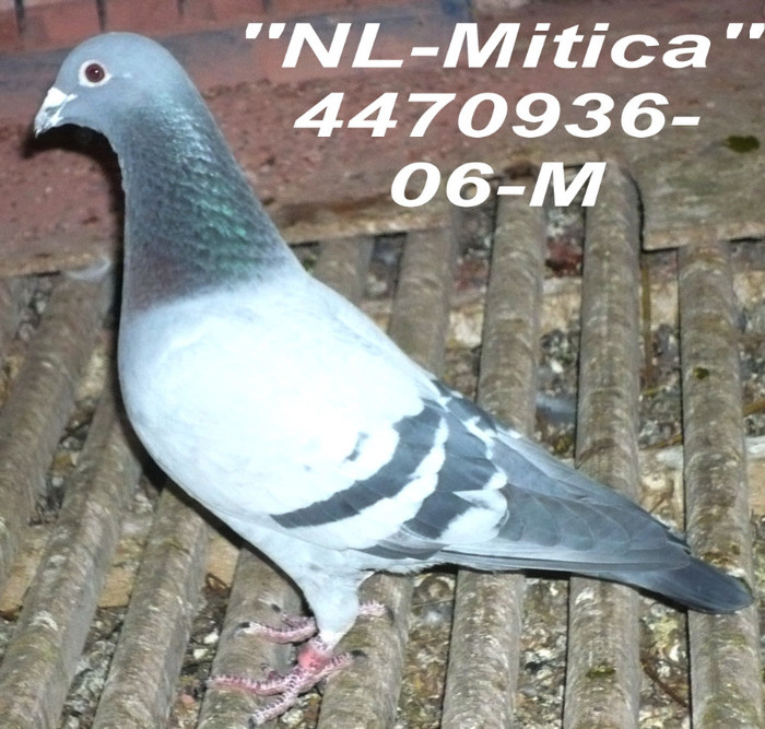 4.470936.06. M  NL Mitica - 1-Matca-2012