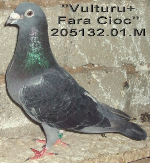 205132.01.M  Vulturu