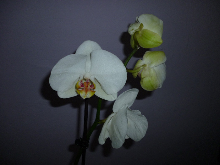 P1000095 - flori iarna 2011-2012
