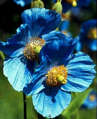 blue poppy-mac albastru - achizitii-00