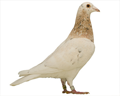 58 - culori rare porumbei voiajori