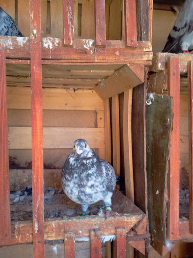 taygar - PORUMBEI MEI