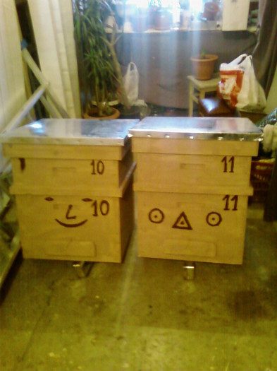 stupi in pregatire - Apicol 2011-2012