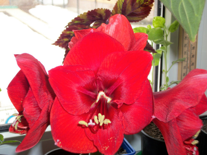 100_7320 - amaralis