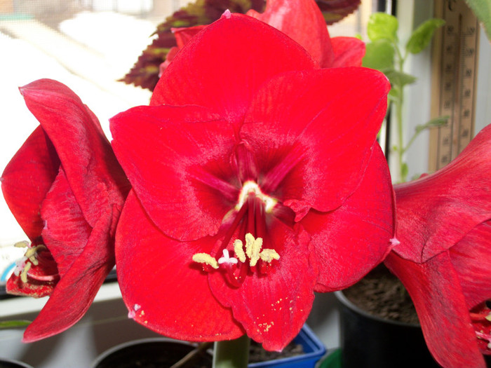 100_7321 - amaralis