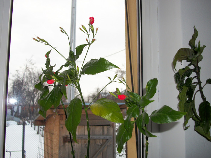 28 FEB 2012 - ruellia graecizans