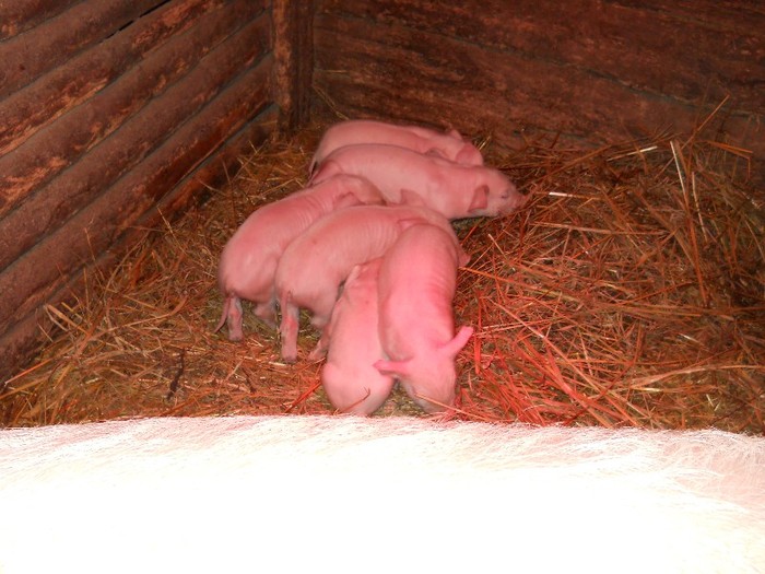 sunculita pentru craciun