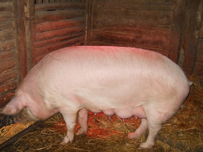 scrofita mea , intre timp am mancat-o .