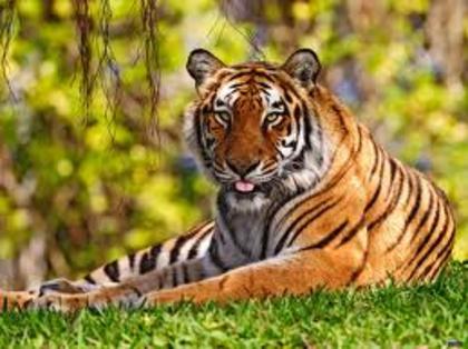 imagesCADT5EP2 - tiger