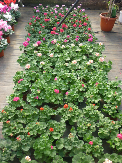 P1050351