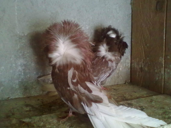 28022012261 - GULERATI MARIA STUART