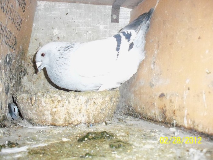 100_4879 - Porumbei Bucuresti