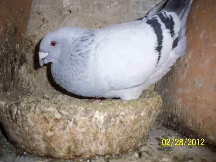 m 2010 VINDUT - Porumbei Bucuresti