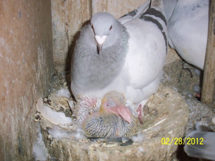 100_4891 - Porumbei Bucuresti