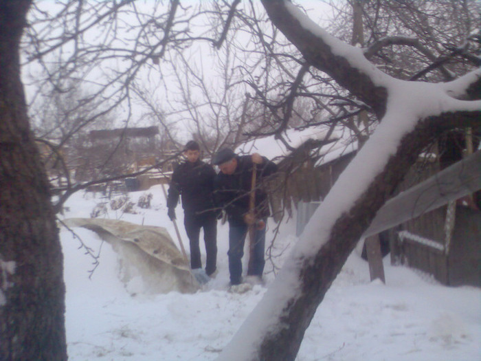 dezapezind lucerna iepurasilor