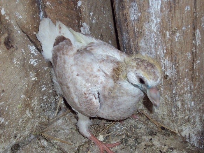 Copy (2) of DSC03548