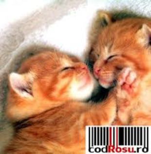 images (3) - pisicute mici si dragute