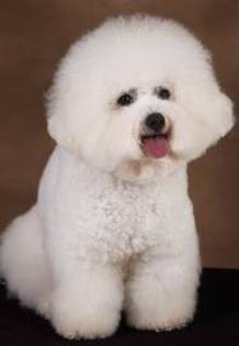 images - bichon rasa mea preferata