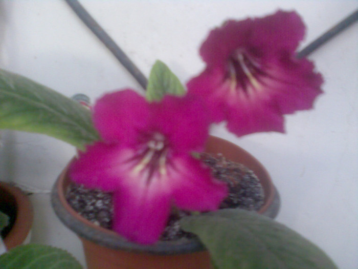 streptocarpus Lucy - flori interior 2012