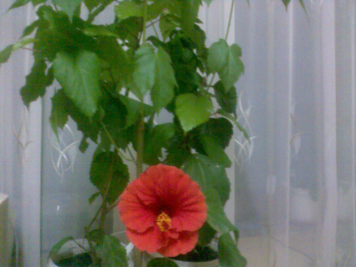 prima floare din acest an -3 febr. - flori interior 2012