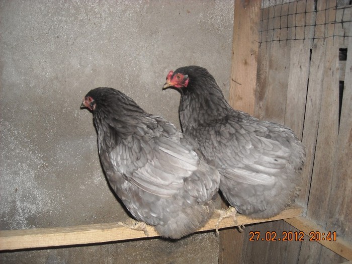 DSCN1098 - araucana