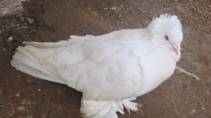 DSC09729 - achizitii 2012