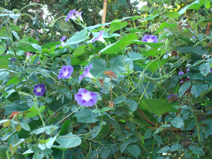 DSC00361 IPOMOEA PURPUREA - FLORI IN GRADINA MEA