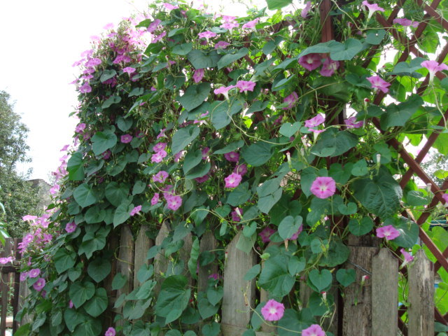 DSC00419 IPOMOEA PURPUREA; ZORELE
